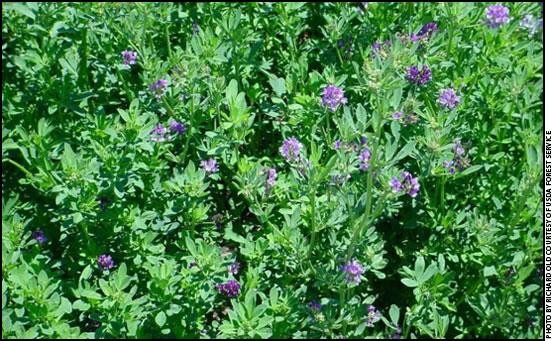 giong-co-alfalfa