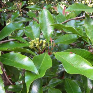 Cây giống đinh hương