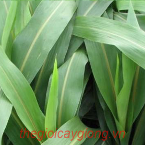Giống cỏ lai super BMR