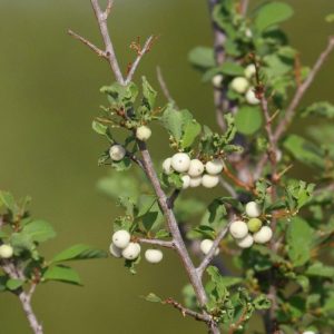 Cây giống nổ (cơm nguội, nổ gai, phèn trắng, quả nổ)