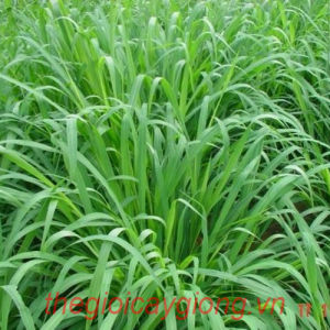 GIỐNG CỎ MULATO II