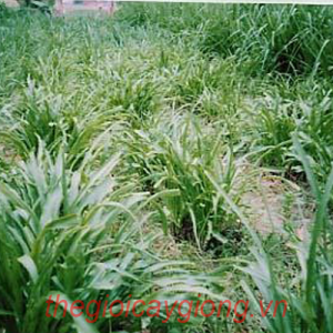 GIỐNG CỎ PASPALUM