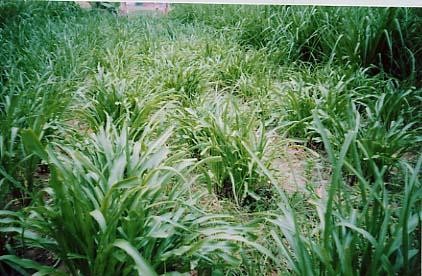 giong-co-paspalum