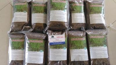 giong-co-paspalum2
