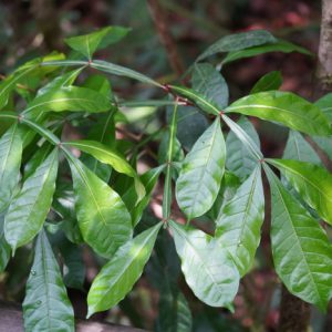 Cây giống thằn lằn (ký ninh, gỗ đắng)