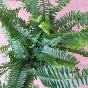 Cây giống cốt cắn (cây khát nước)