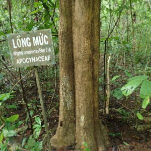 Cây giống lòng mức (lồng mức)