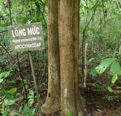 Wrightia Annamensis