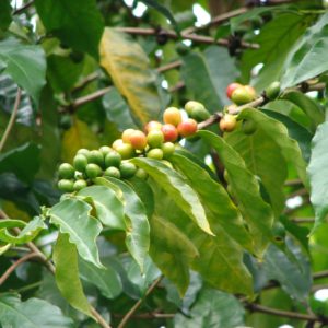 Cây giống cà phê