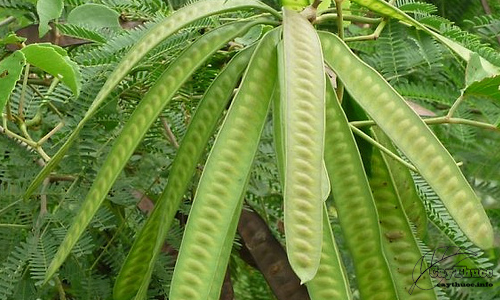 giong-cay-keodau