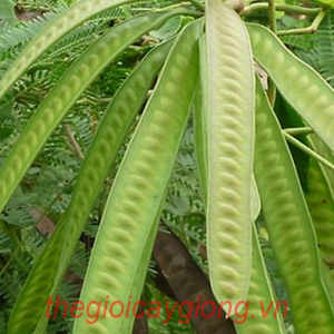 HẠT GIỐNG CâY KEO DẬU