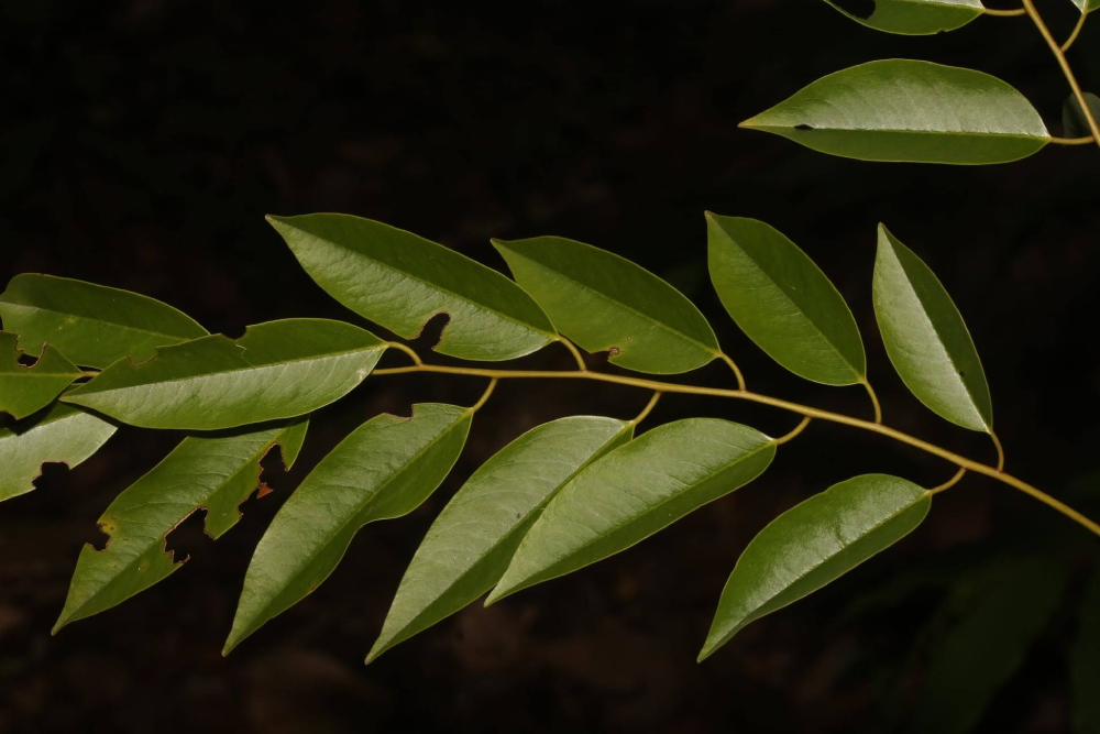 Cẩm Lai 3