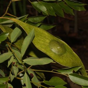 Cây giống cẩm lai