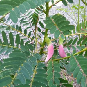 Cây giống so đũa