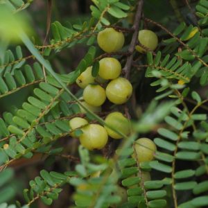 Cây giống me rừng ( mắc kham )
