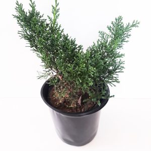 Cây giống bách xù