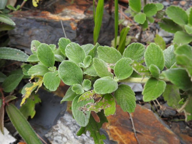 Bạc Hà Núi 4