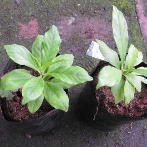 Cây giống ba gạc hoa đỏ (ba gạc Ấn Độ)