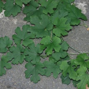 Cây giống qua lâu (thiên hoa phấn)
