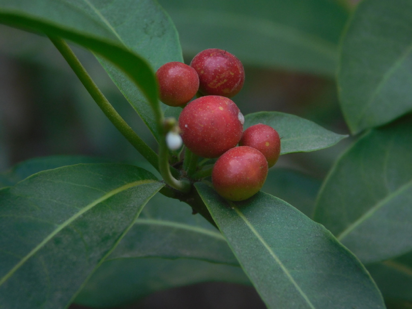 Ba Gạc Bốn Lá 2