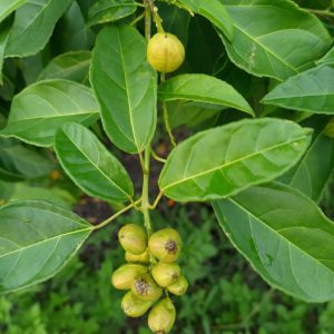 Cây giống ba đậu (mần để, ba đậu tàu)