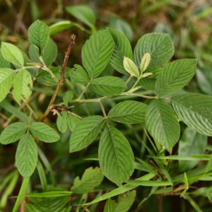 Cây giống ba chẽ (niễng đực)
