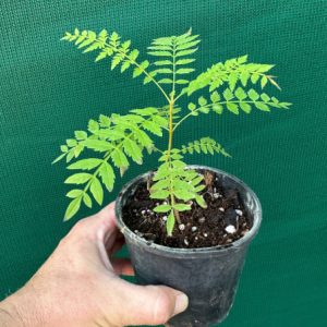 Cây giống hoa phượng tím
