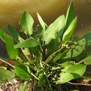 Cây giống trạch tả