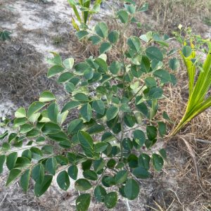 Cây giống trắc (cẩm lai Nam Bộ)