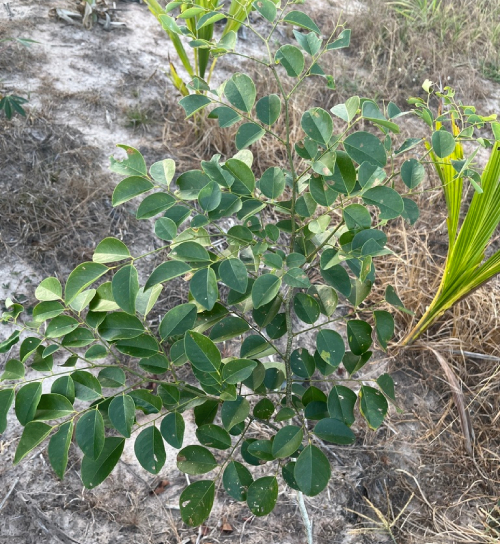 Trắc 1