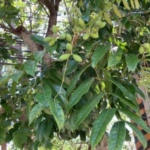 Cây giống trám trắng