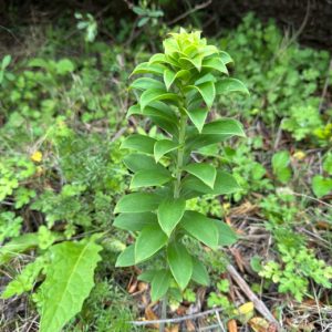 Cây giống bách hợp (tỏi rừng)