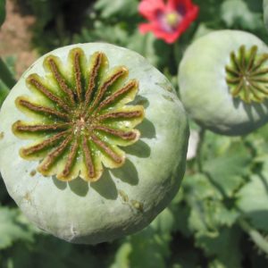 Cây thuốc phiện (anh túc, á phiện, ma túy tự nhiên)