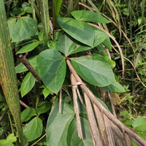 Cây giống kê huyết đằng (máu gà)