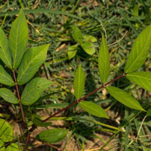 Cây giống vọng giang nam (cốt khí muồng, thạch quyết minh, muồng hòe)