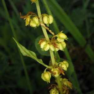 Cây giống chút chít (lưỡi bò, ngưu thiệt, dương đề)