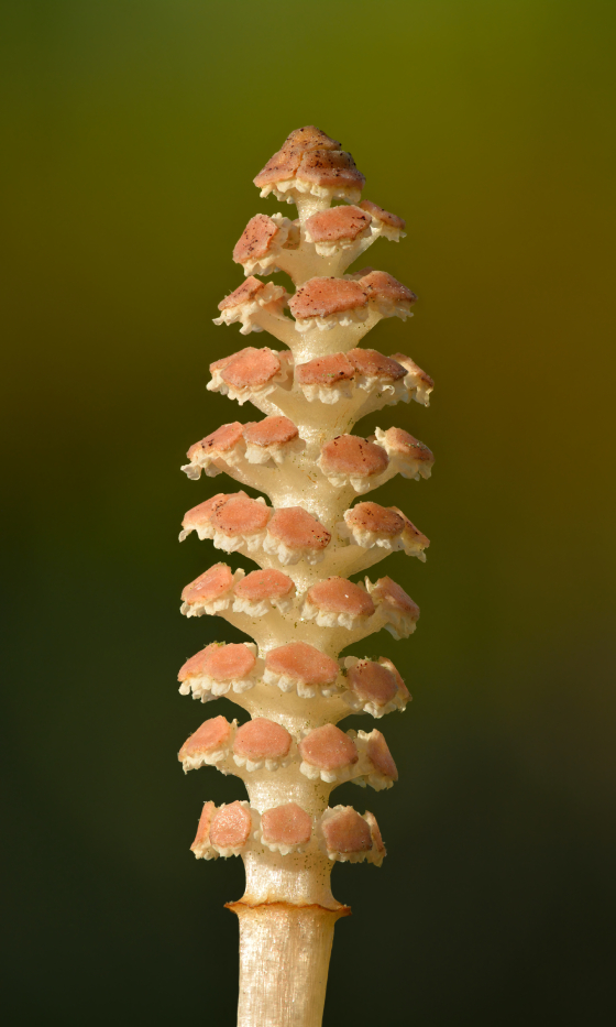 Stacked From 32 Images