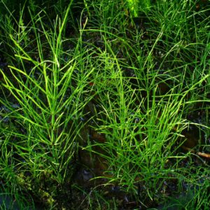 Cây giống mộc tặc (cỏ tháp bút)