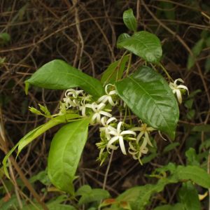 Cây giống chè lông (chè bông, chè lóng, chè đỏ ngọn, …)