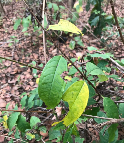 Chè Lông 2