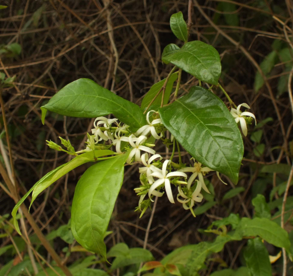 Chè Lông 1