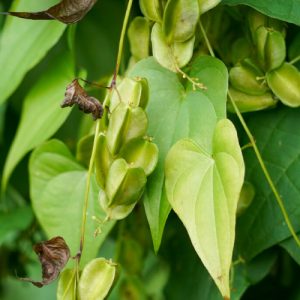 Cây giống tỳ giải (xuyên tỳ giải)