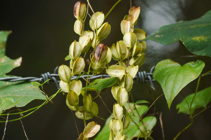Tỳ Giải 2