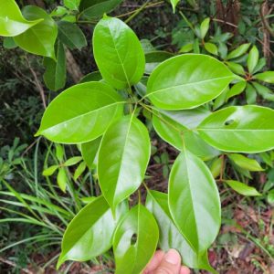 Cây giống vù hương (gù hương, xá xị)