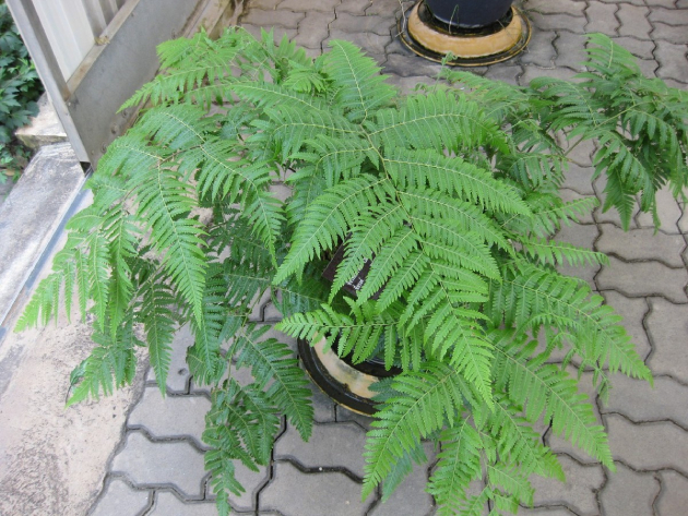 Cẩu Tích 1