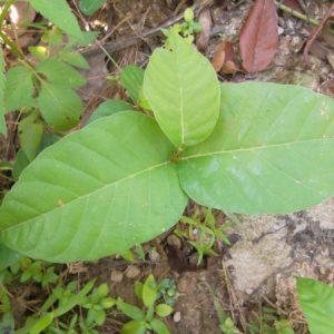 Cây giống sala (cây nhà Phật, ngọc kỳ lân, đầu lân)