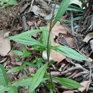 Cây giống rau bả dột (ba dót)
