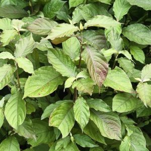 Cây giống cỏ xước (ngưu tất nam)