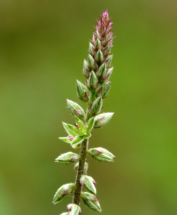 Ngưu Tất 1