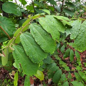 Cây giống cò ke